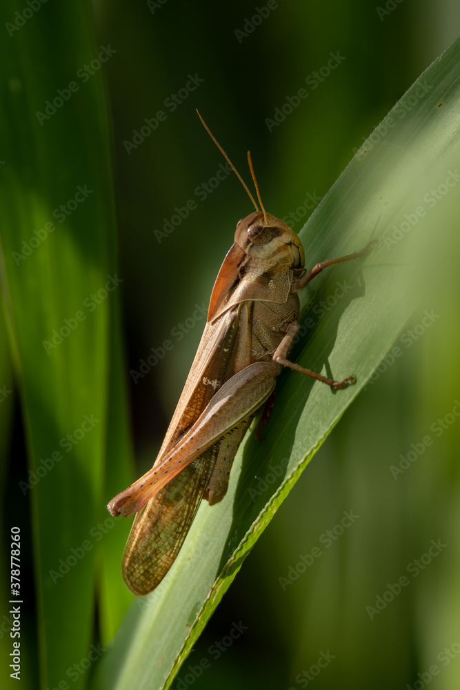 Oedaleus abruptus grasshopper perching on grass leaf Oedaleus abruptus grasshopper perching on grass leaf