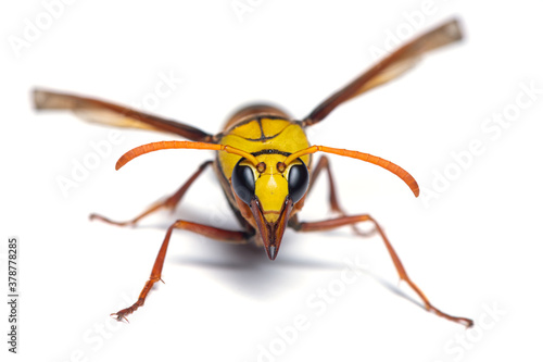 Macro photography of Potter wasp front view isolated on white background