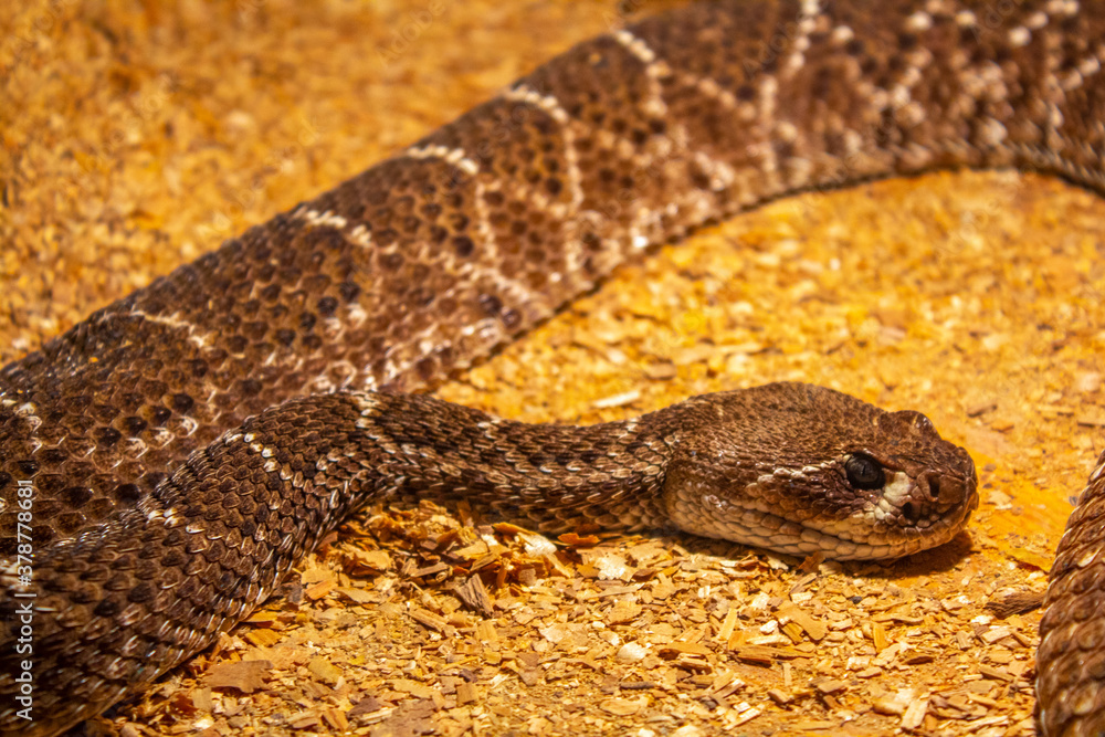 Naklejka premium brown viper snake on sand