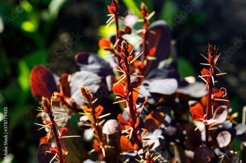 Φωτογραφία Decorative berberis thunbergii with red leaves