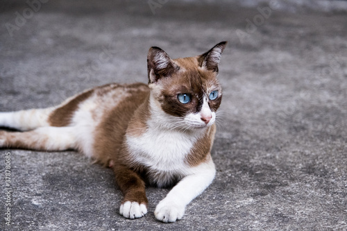 Blue Eye Brown Cat