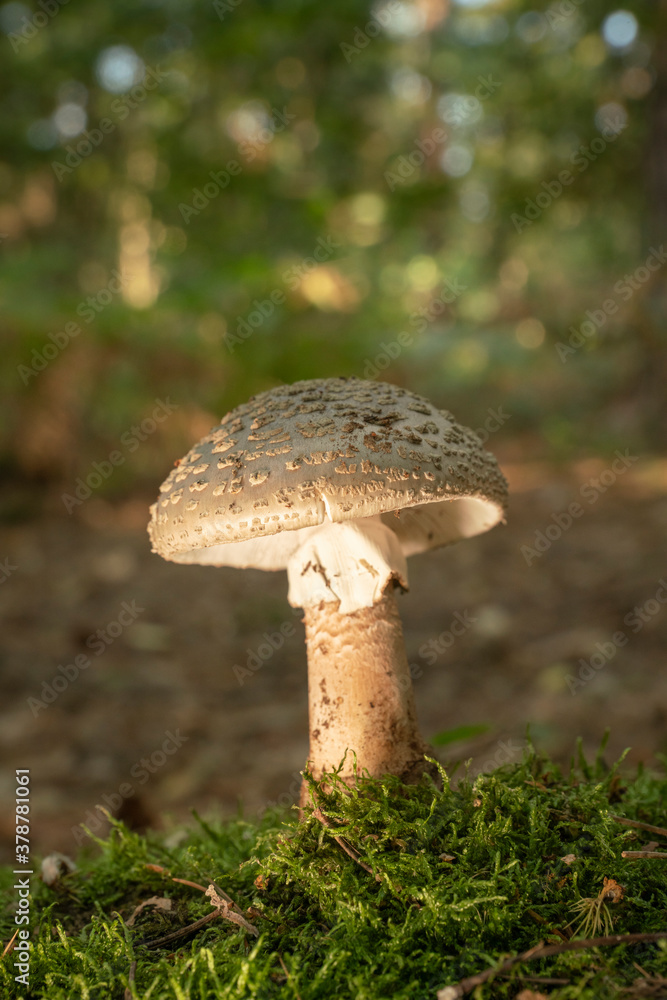 Blusher (Amanita rubescens var. rubescens)Autumn in a Buckinghamshire woodland Blusher (Amanita rubescens var. rubescens)Autumn in a Buckinghamshire woodland