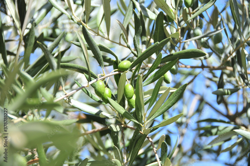 Olives ripening in September on trees near Granada, Andalusia, Spain Olives ripening in September on trees near Granada, Andalusia, Spain