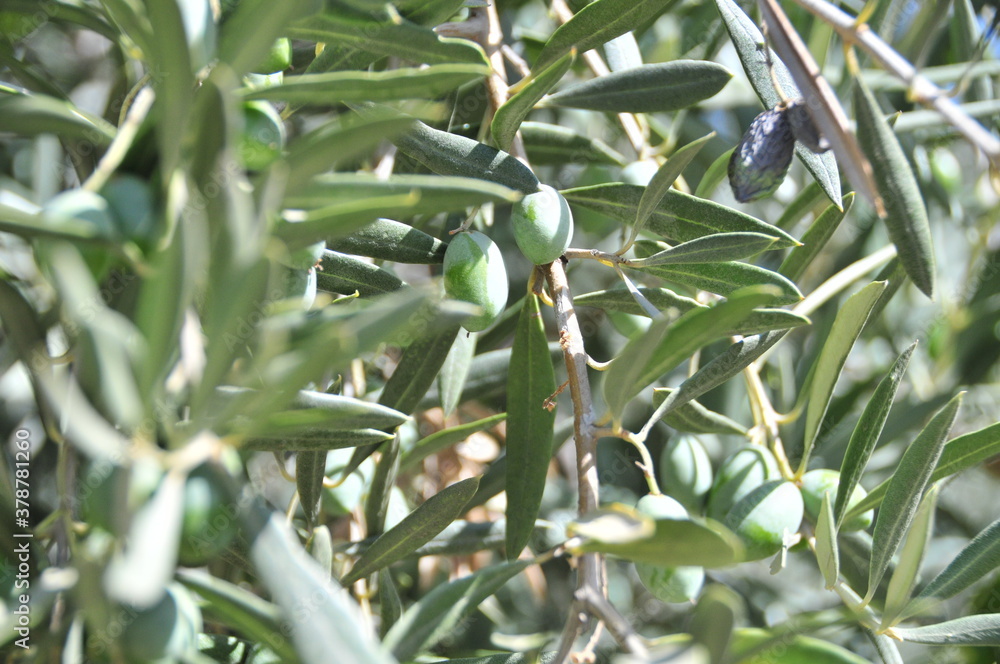 Fototapeta premium Olives ripening in September on trees near Granada, Andalusia, Spain