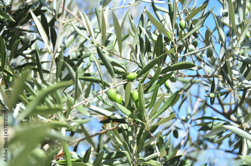 Olives ripening in September on trees near Granada, Andalusia, Spain