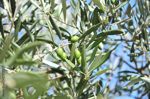 Olives ripening in September on trees near Granada, Andalusia, Spain