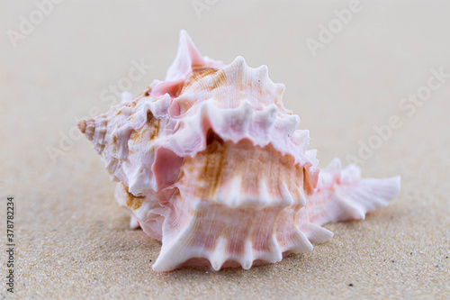 On the white sand lies a pink seashell of an unusual shape. Macro photography of a marine theme. The beach is somewhere near the sea or ocean. Sunny day. Vacation or weekend.