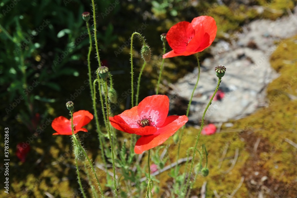 Naklejka premium Poppies growing in the field