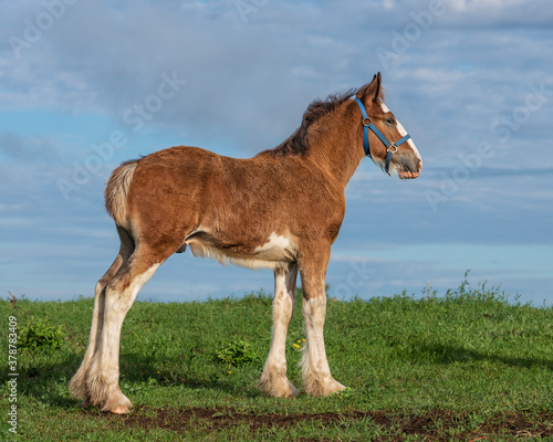 Canvas Print foal standing on a hill