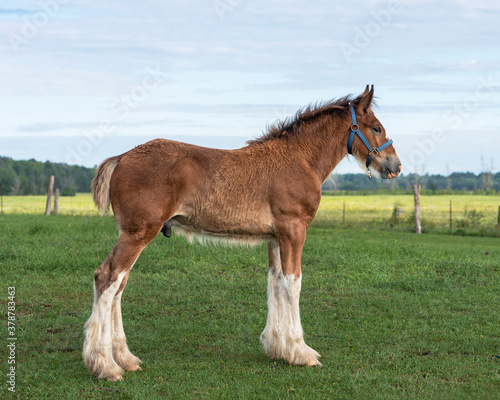 Photo foal standing in the field