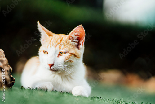 Nice cat in the garden