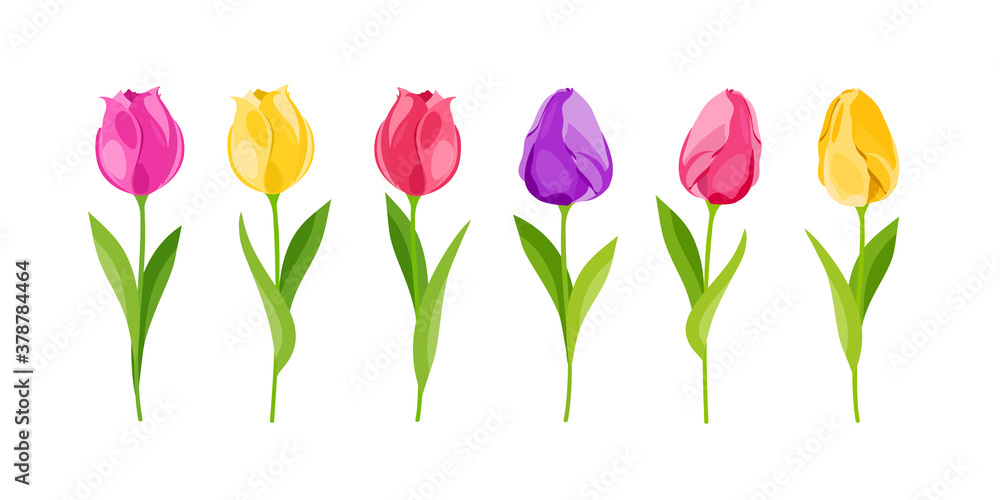 Tulips are yellow, red, purple. Delicate flowers set. Flowering. Vector illustration in cartoon style. Tulips are yellow, red, purple. Delicate flowers set. Flowering. Vector illustration in cartoon style.