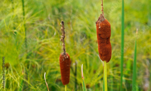 Southern cattail or cumbungi (Typha domingensis) photo