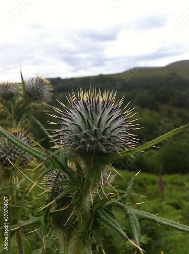 thistle in the field