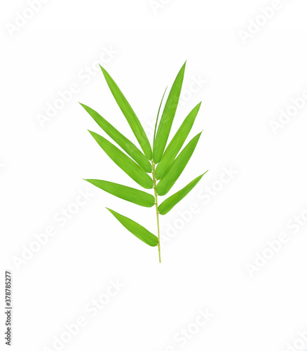 Bamboo leaf green on white background