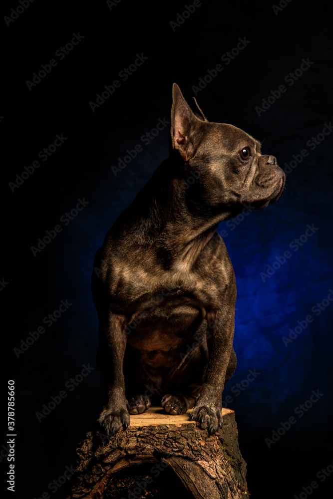 French Bulldog French Bulldog