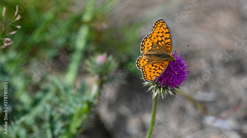 Farfalla arancione con puntini marroni posata sui fiori della montagna, in estate © fotonaturali