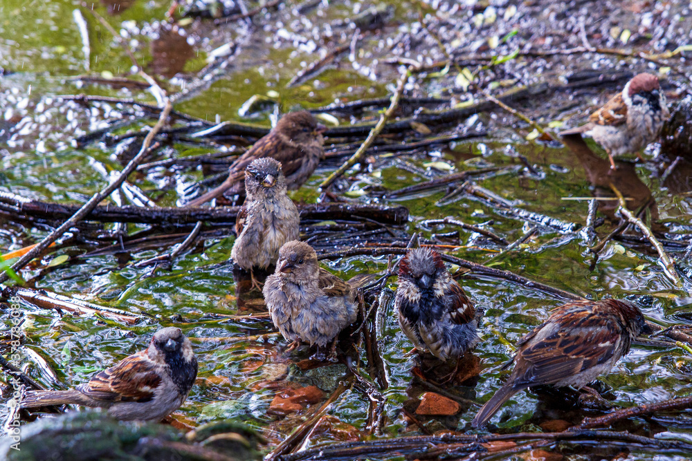 Sparrow, a bird bathing in water