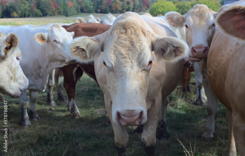 cow close-up farm animal agriculture macro portrait 