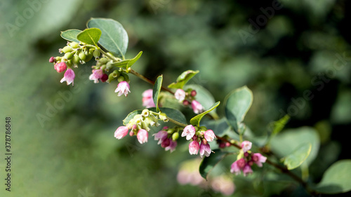 The Common Snowberry, with delicate, pink flowers