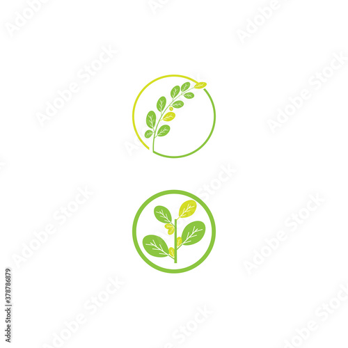 Moringa leaf Logo Template vector © evandri237@gmail