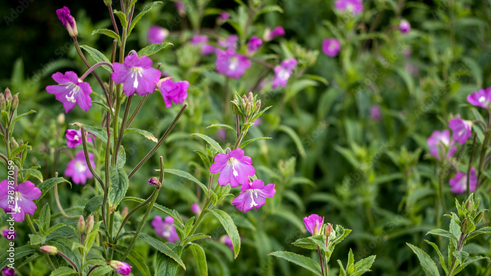 Great Willowherb, also known as Great Hairy Willowherb Great Willowherb, also known as Great Hairy Willowherb