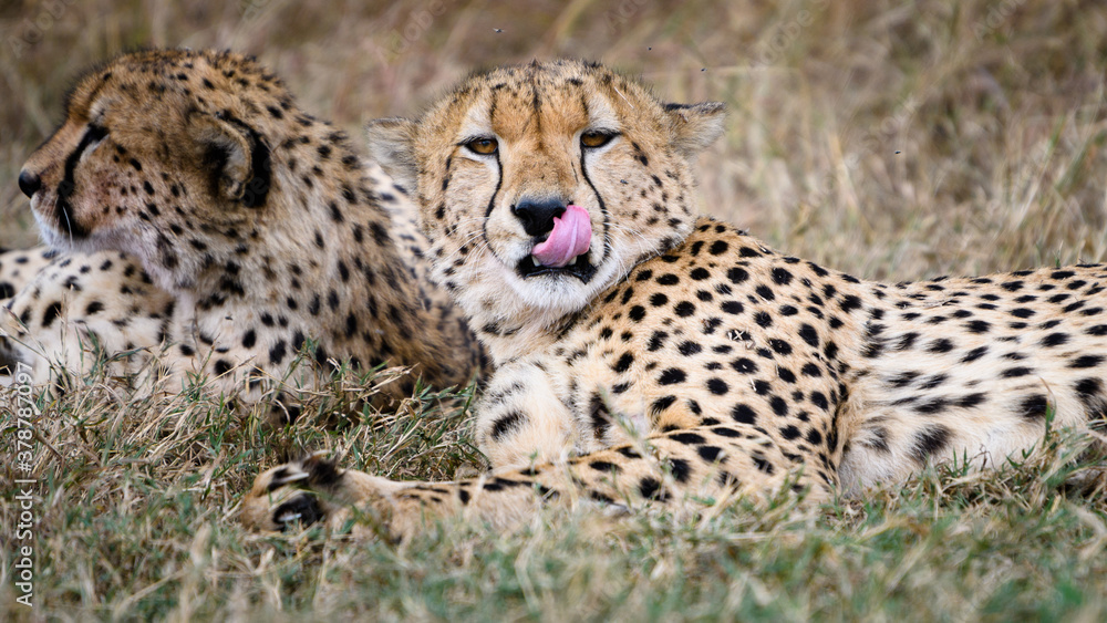 cheetah in the grass in Masai mara Kenya cheetah in the grass in Masai mara Kenya