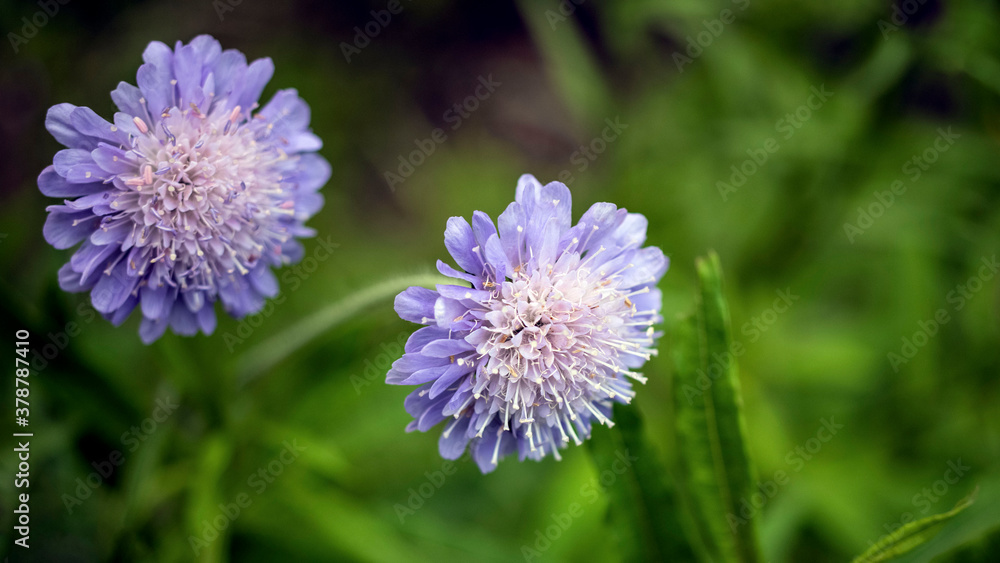 Field Scabious 'Knautia arvensis', in full bloom Field Scabious 'Knautia arvensis', in full bloom