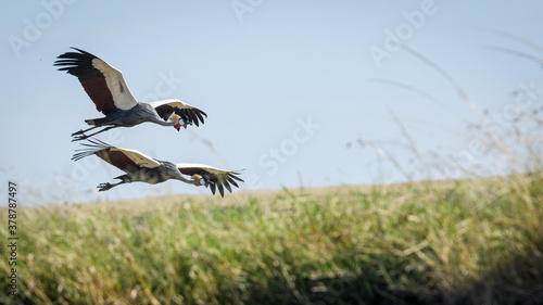 gray crowned-crane in flight in Masai mara Kenya 