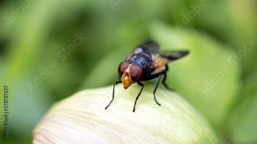 A Pellucid Fly, sometimes called the Pellucid Hoverfly