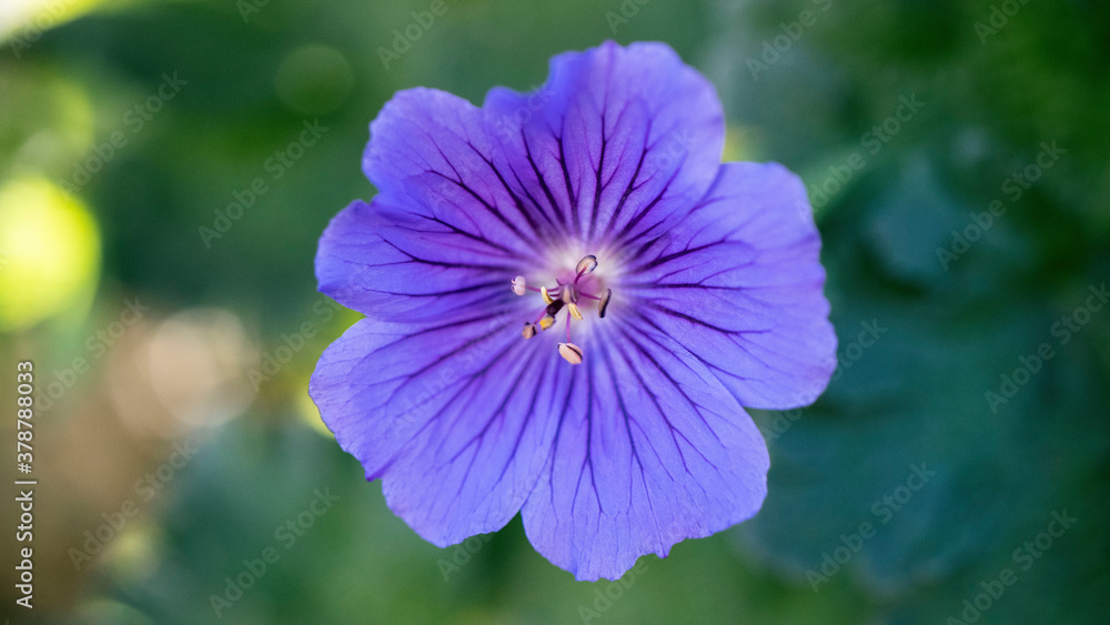 A Cranesbill Geranium flower, on a green background A Cranesbill Geranium flower, on a green background