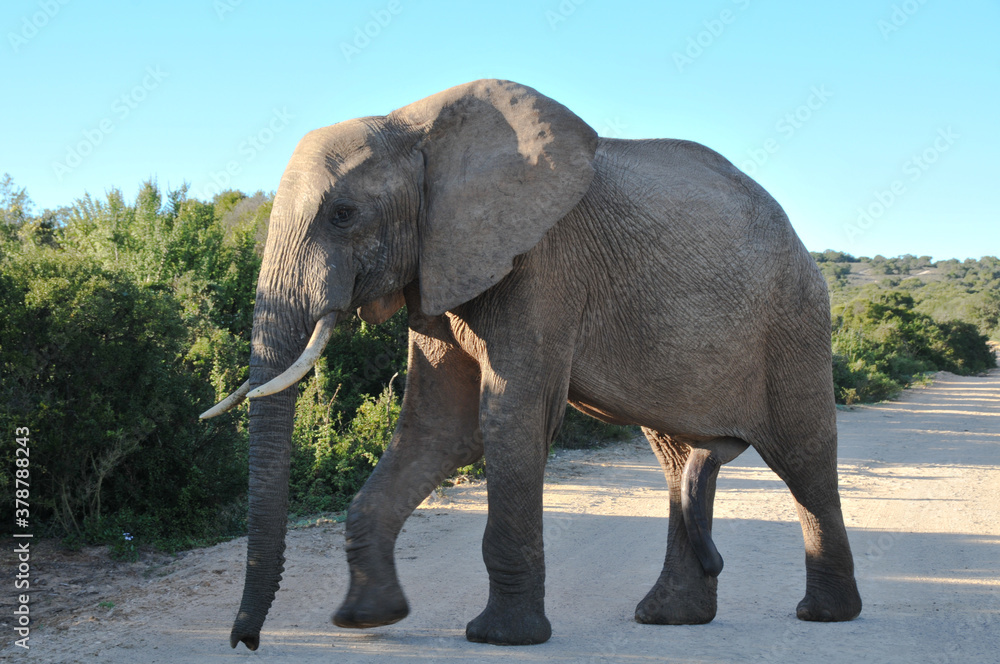 Fototapeta An elephant bull crossing the road in the National Addo Elephant Park in the Eastern Cape of South Africa