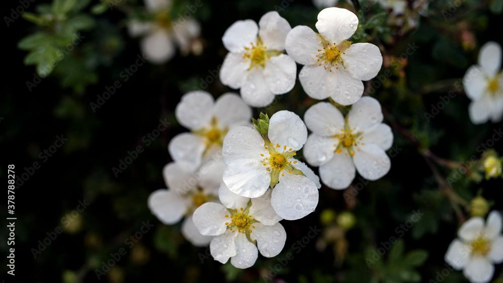 White Shrubby Cinquefoil flowers in full bloom
