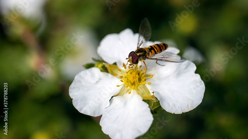 A Hoverfly on a white Shrubby Cinquefoil flower