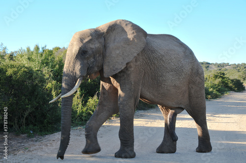 An elephant bull crossing the road in the National Addo Elephant Park in the Eastern Cape of South Africa