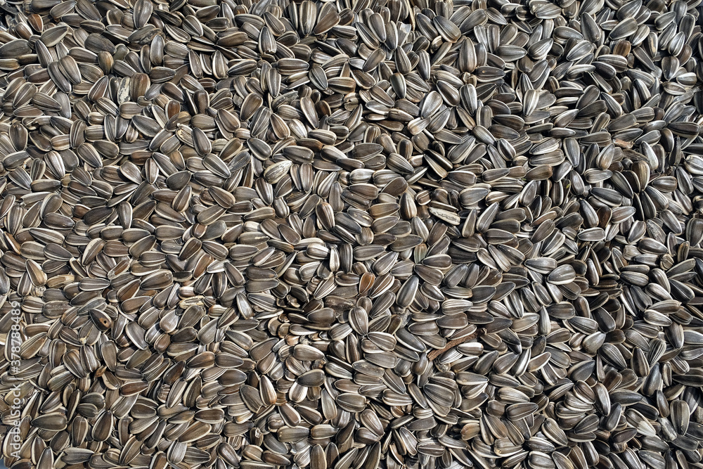 Lot of dry sunflower seeds as background top view close up Lot of dry sunflower seeds as background top view close up