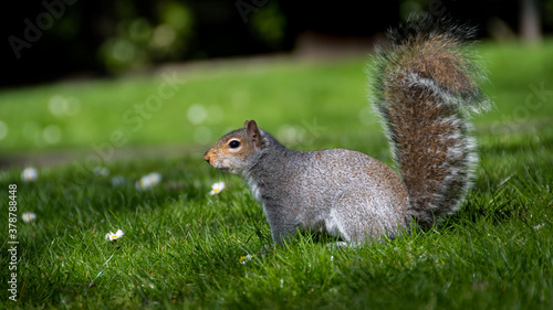 Fototapeta squirrel on the grass