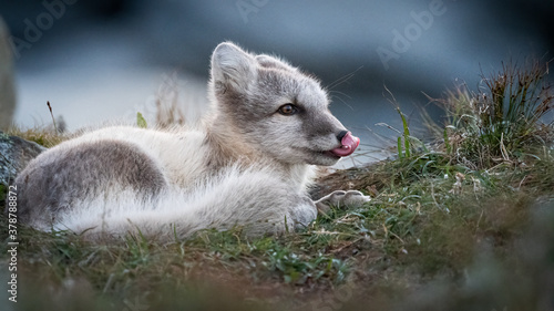 Fototapeta Naklejka Na Ścianę i Meble -  arctic fox portrait 