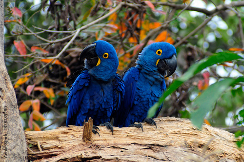 Casal de Araras Azul - espécie ameaçada de extinção(Anodorhynchus hyacinthinus); . photo