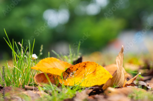 枯れ葉と黄色い落ち葉