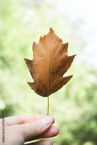 brown oak leaf in a woman s hand