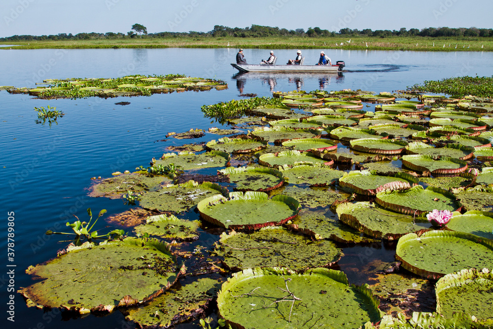 Turistas passeando e fotografando vitória-régia-do-pantanal , planta aquática que ocorre no Pantanal e que vive em colônias - obrazy, fototapety, plakaty 