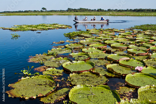 Turistas passeando e fotografando vitória-régia-do-pantanal , planta aquática que ocorre no Pantanal e que vive em colônias photo