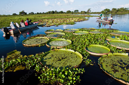 Turistas passeando e fotografando vitória-régia-do-pantanal , planta aquática que ocorre no Pantanal e que vive em colônias..