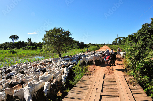 Transferencia de gado pela transpantaneira - MT 060 . photo