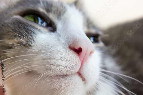 muzzle of a gray-white cat close up. Close up profile portrait of cute gray-white cat. Fluffy pet