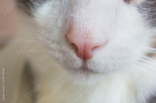 macro photo of the cat's nose. cat face close up