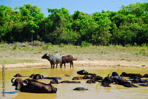 Criação de Búfalos no Pantanal, .. © Pulsar Imagens