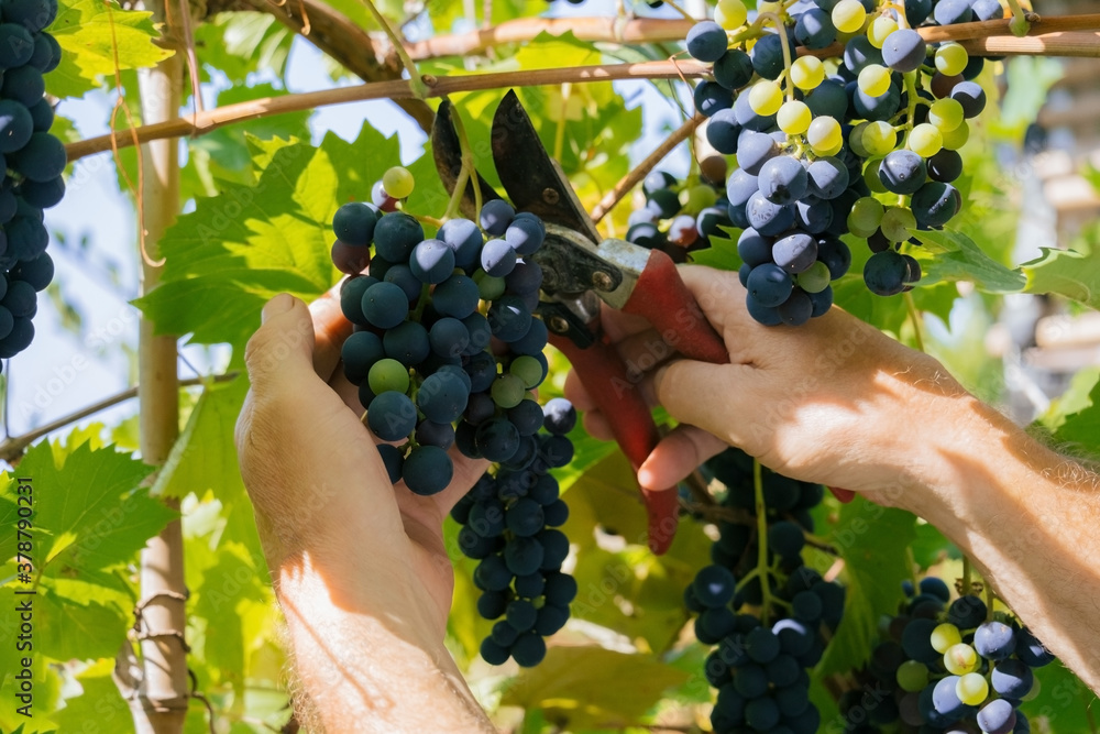 Obraz premium close up of male hands with pruning shears cutting a bunch of red grapes, winemaking and harvesting concept