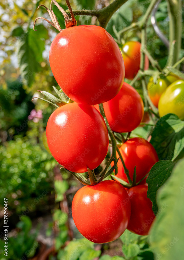 Reife rote Tomaten